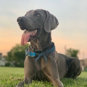 Meet your Posher, Thomas